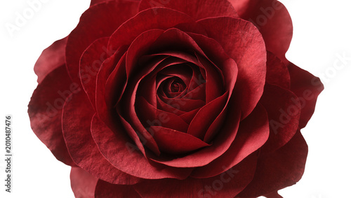 Slika na platnu Deep red rose bloom with velvety petals, isolated on transparent background