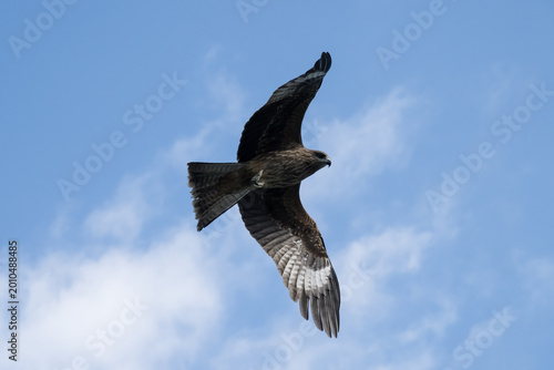 Cuadro en lienzo A Black Kite in the sky.