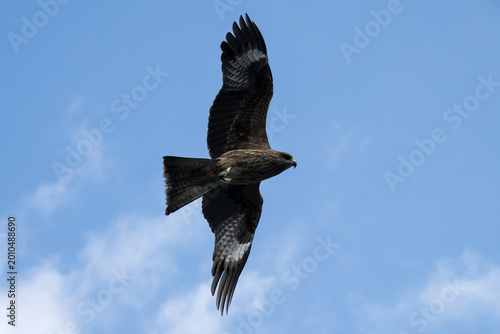 Bilde på lerret A Black Kite in the sky.