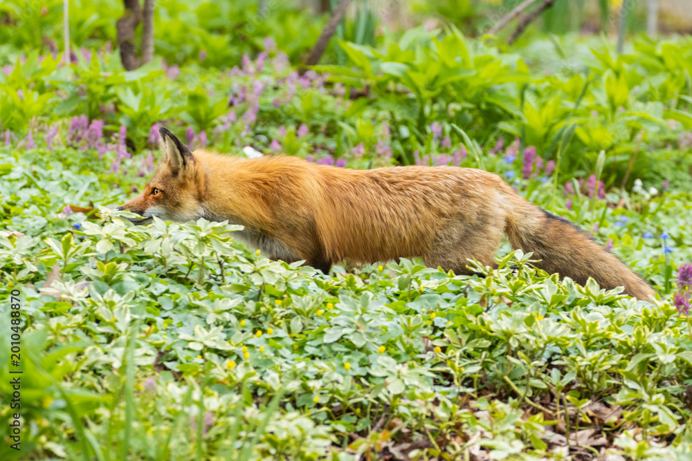 Naklejka premium Mother Fox hunting squirrels in spring