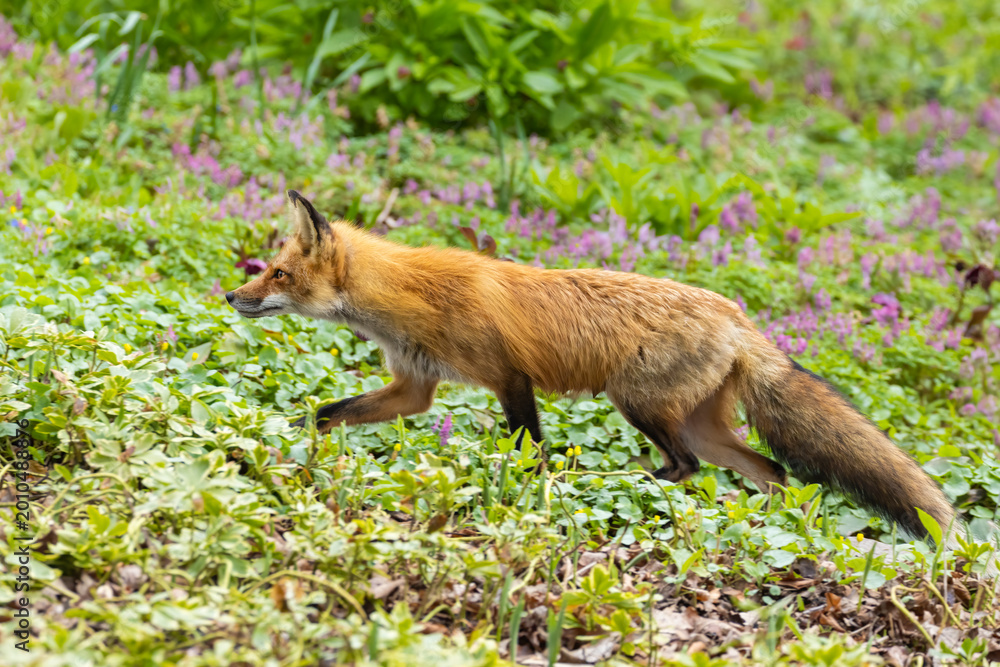 Fototapeta premium Mother Fox hunting squirrels in spring