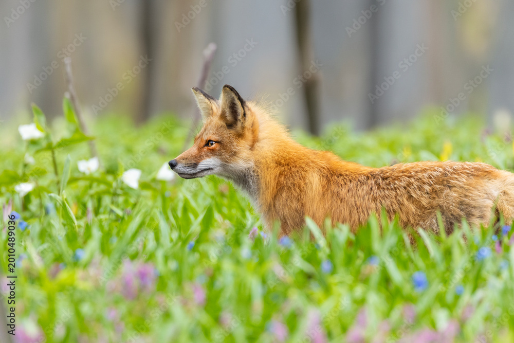 Fototapeta premium Mother Fox hunting squirrels in spring