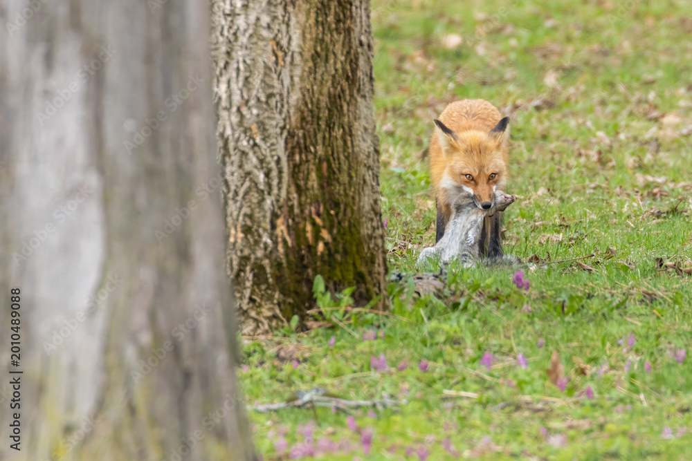 Obraz premium Mother Fox hunting squirrels in spring