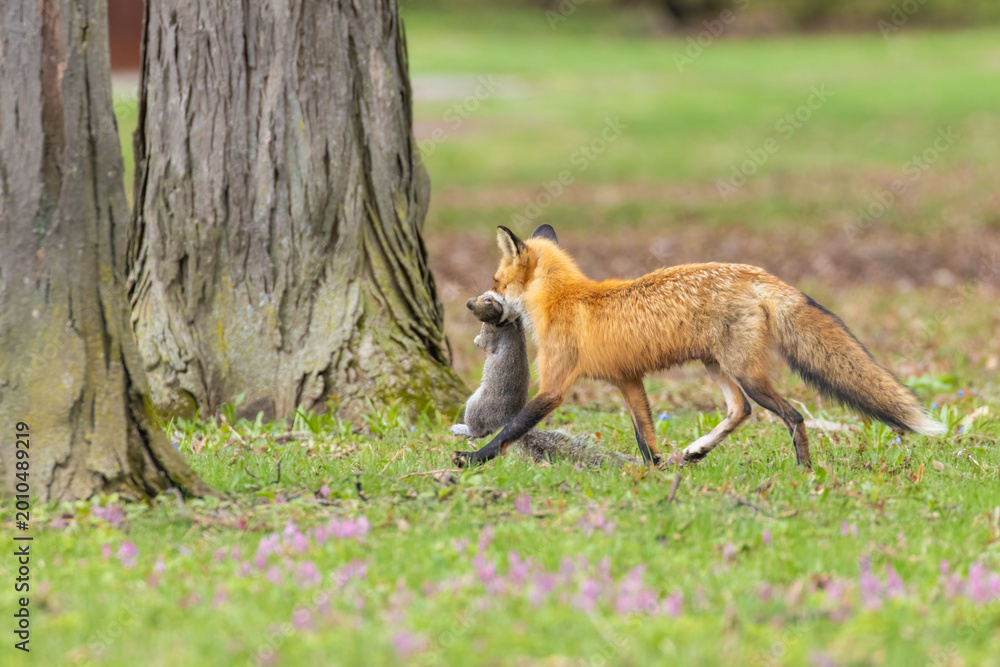 Fototapeta premium Mother Fox hunting squirrels in spring