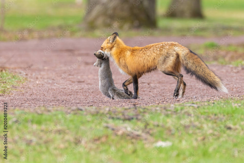Fototapeta premium Mother Fox hunting squirrels in spring