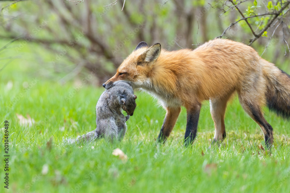 Fototapeta premium Mother Fox hunting squirrels in spring
