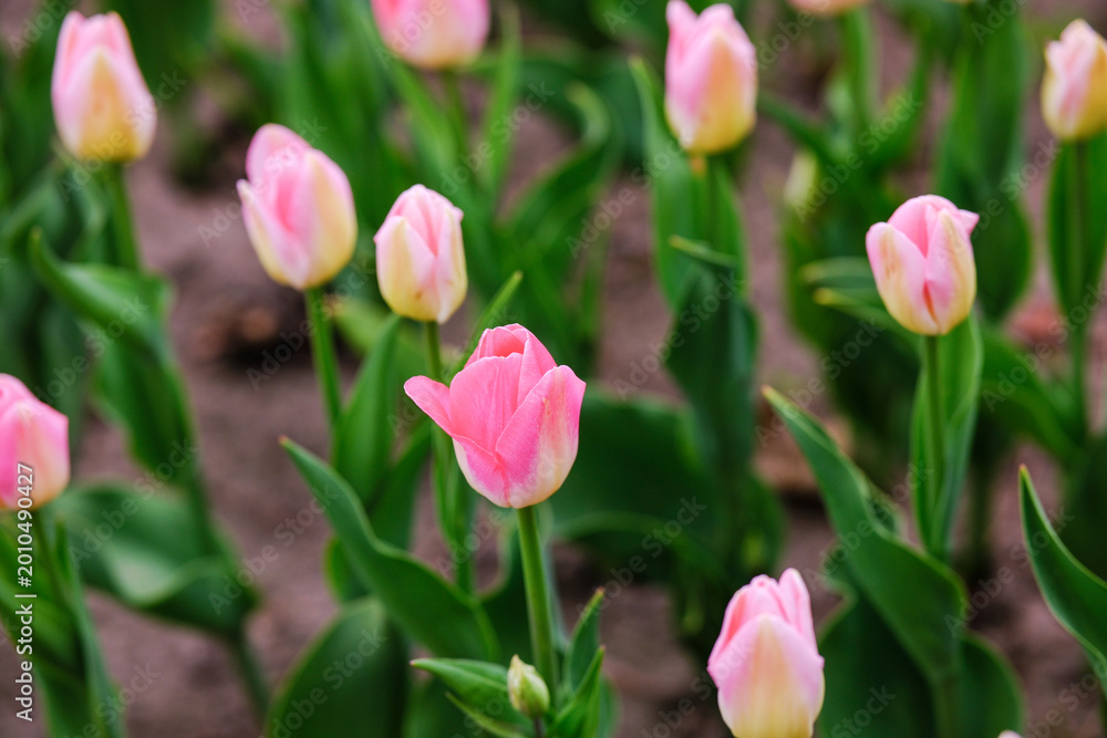 Fototapeta premium Pink tulips blooming in a garden bed