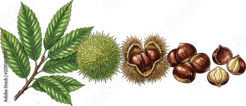 Fényképezés Chestnut Tree Branch with Leaves and Spiky Burr Shells Fresh Sweet Chestnut Nuts