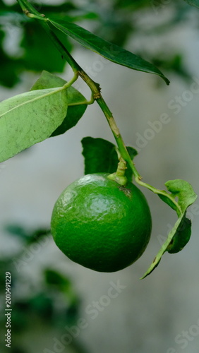 Obraz na płótnie Close up of a vibrant organic lime fruit growing on a tree with natural sunlight