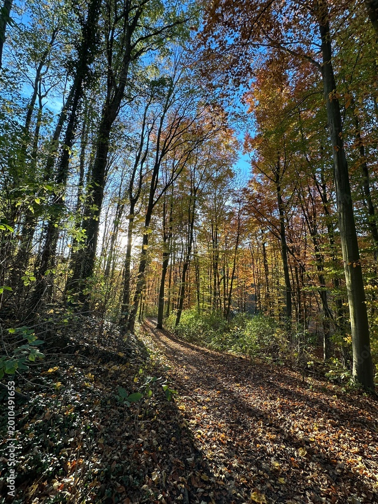 Obraz premium Sunlight filtering through autumn forest trees path