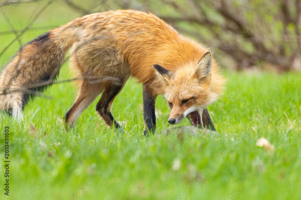 Fototapeta premium Mother Fox hunting squirrels in spring