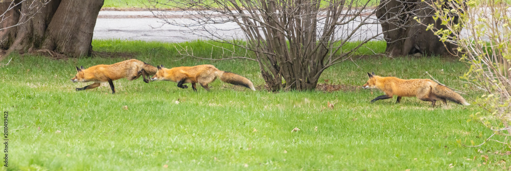 Fototapeta premium Mother Fox hunting squirrels in spring