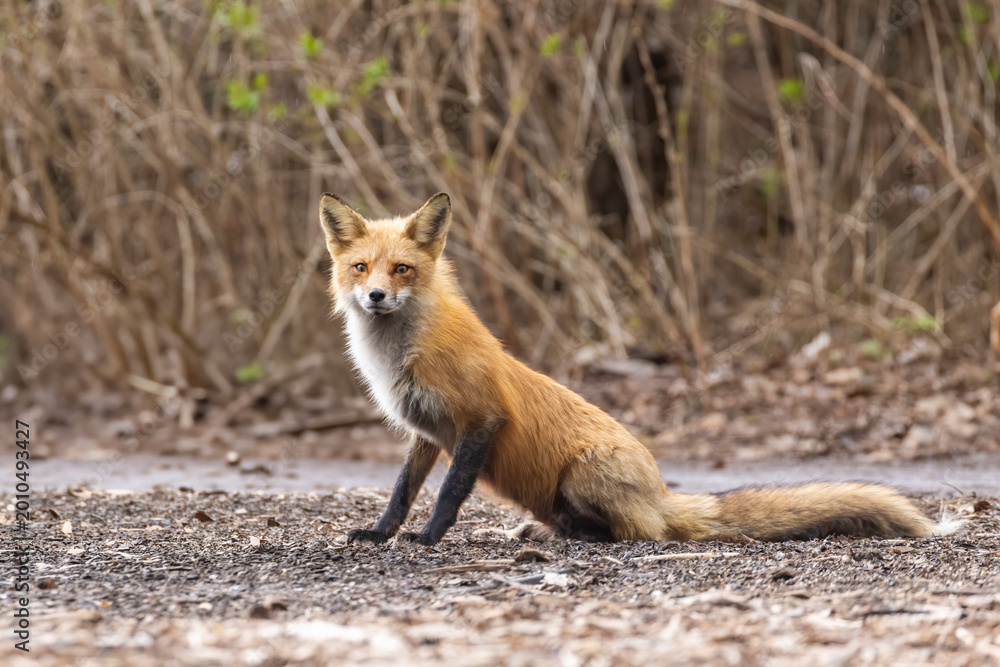 Obraz premium Mother Fox hunting squirrels in spring