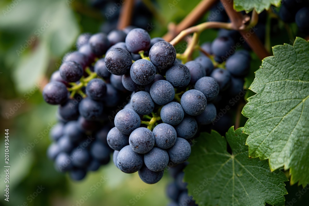 Naklejka premium Ripening red grapes hanging on a vine in a vineyard