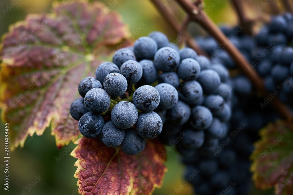 Obraz premium Ripe red grapes hanging on vine in vineyard