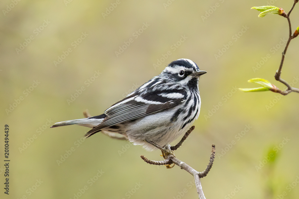 Fototapeta premium Black-and-white warbler (Mniotilta varia) 