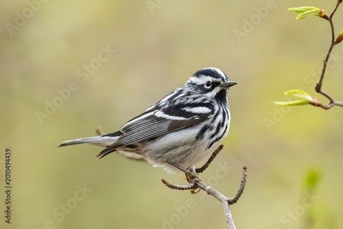 Black-and-white warbler (Mniotilta varia) 