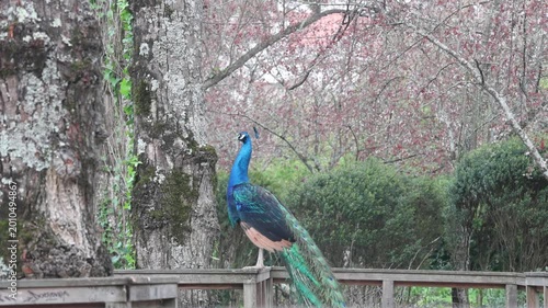 Beautiful peacock standing on a railing in Dom Carlos I Park, Portugal