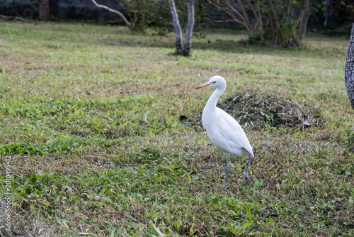 Photos A beautiful Cattle Egret.