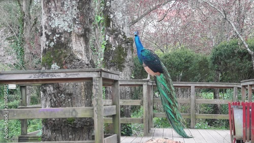 Elegant peacock perching on a wooden railing in Dom Carlos I Park, Portugal