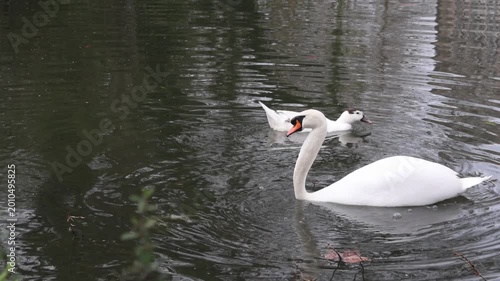 Elegant white mute swan feeding in a pond in Portugal