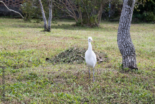 Foto A beautiful Cattle Egret.