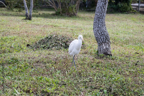 Fotografie A beautiful Cattle Egret.
