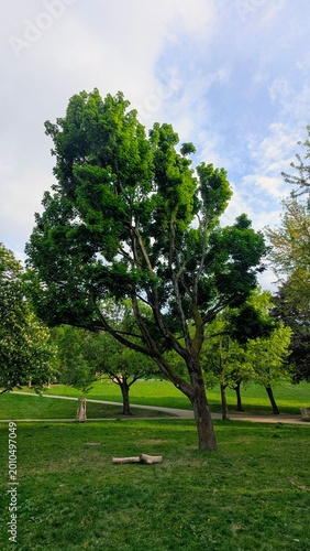 Obraz na płótnie grüner schiefer Baum im Park bei Wind