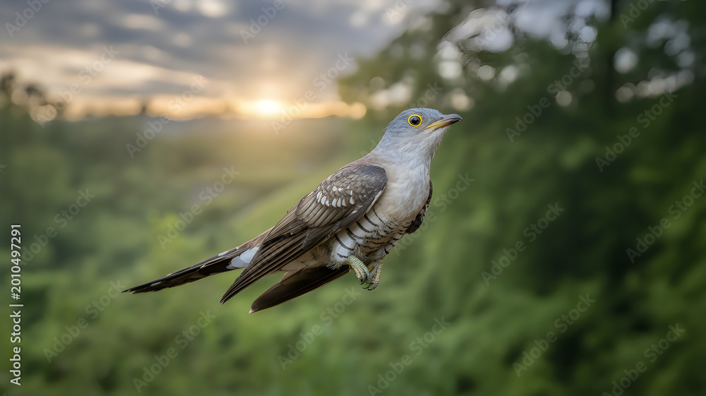 Fototapeta premium A bright forest cuckoo bird in flight during sunset