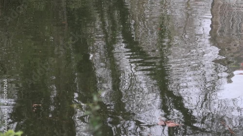Gentle ripples reflecting trees in Dom Carlos I Park lake