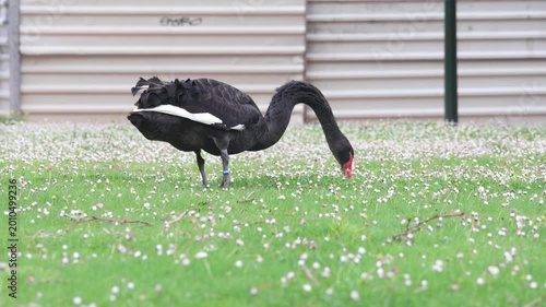 Black swan eating grass in a garden in Caldas da Rainha