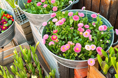 Galvanized planters with blooming pink daisies and green foliage