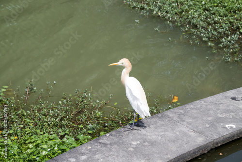 Foto A beautiful Cattle Egret.