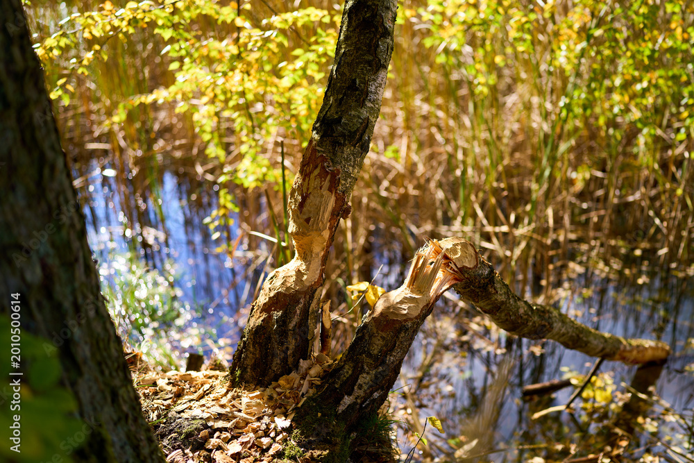 Fototapeta premium Wildlife damaged tree near forest water