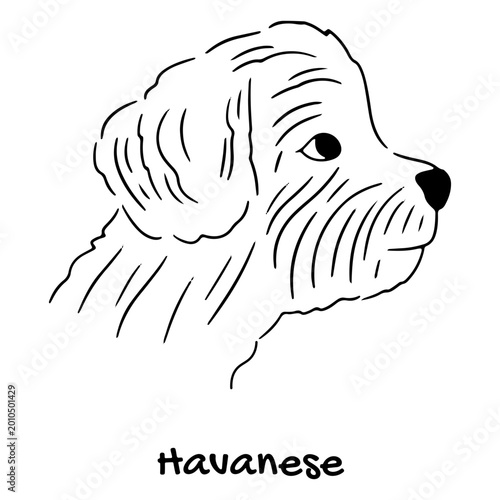 Foto Cute havanese dog illustration design