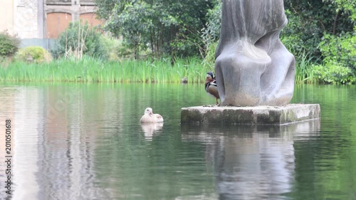 Ducks swimming in a lake at Dom Carlos I Park in Caldas da Rainha