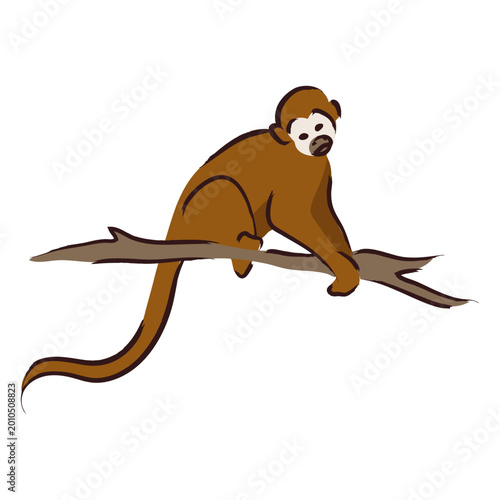 Photography Brown little monkey sitting on a branch