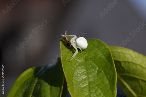 White thomisidae spider catches insect on green leaf in afternoon light