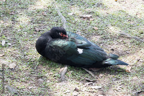 Bild auf Leinwand A sleeping Muscovy duck. (Cairina moschata).