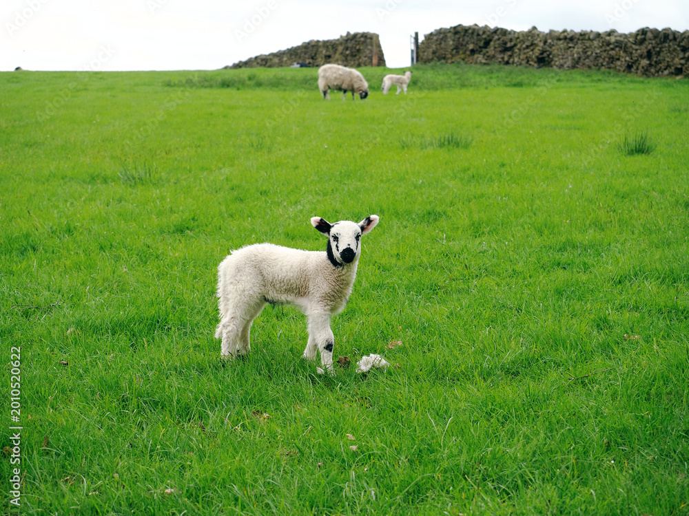 Obraz premium Lamb standing in green field with sheep, Rivington Lever Park