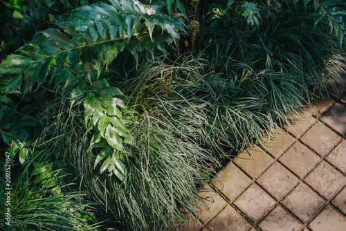 Фотография Lush tropical ornamental fern and Mondo grass flourishing in botanical garden gr
