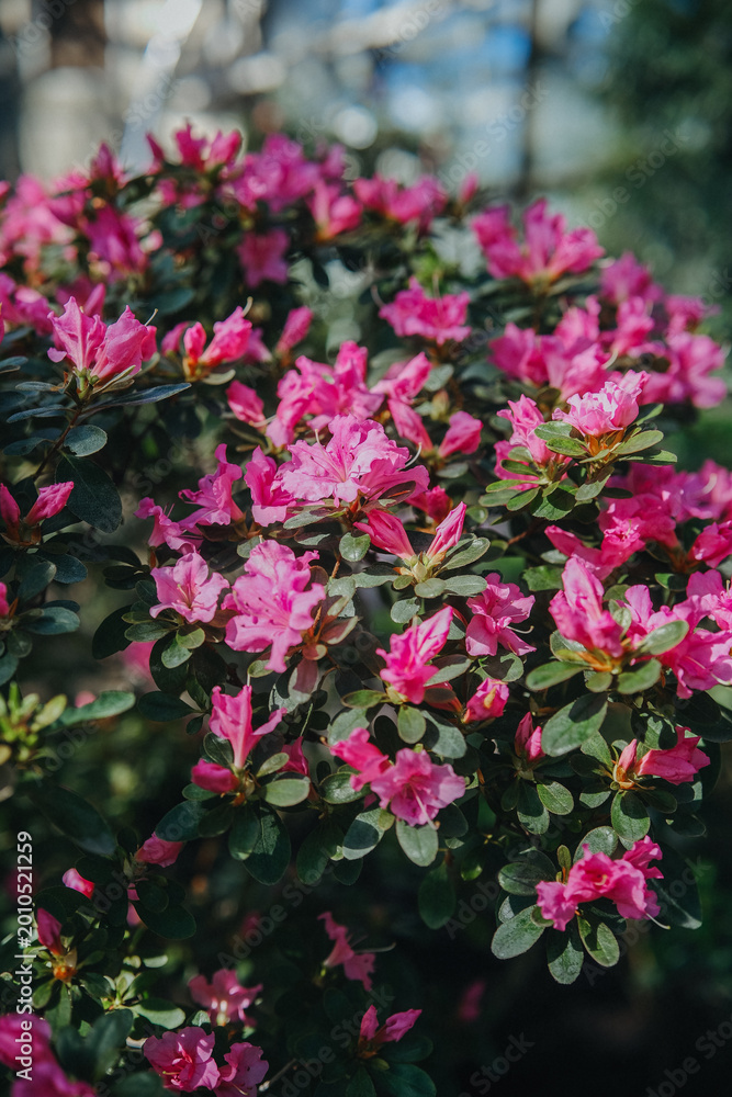 Fototapeta premium Ornamental Rhododendron Azalea blooming in botanical garden greenhouse