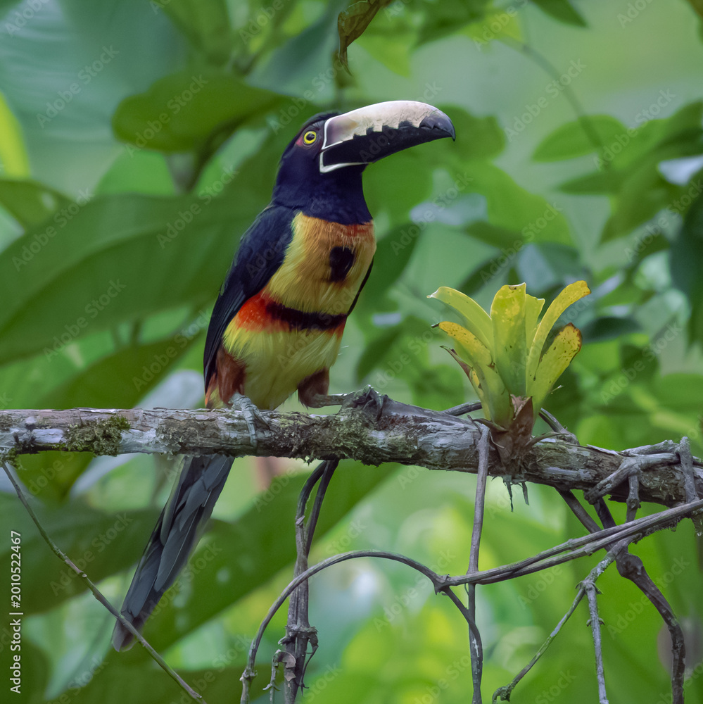Fototapeta premium Collared aracari toucan perched on branch in tropical rainforest