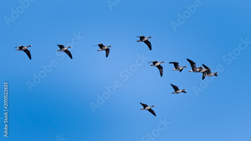 Greater White-fronted Geese (Anser albifrons) in Flight, Illmitz
