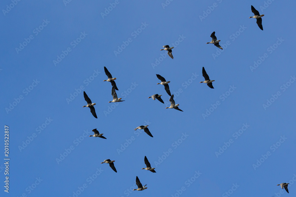 Fototapeta premium Large Group of White-Fronted Geese (Anser albifrons) in Flight