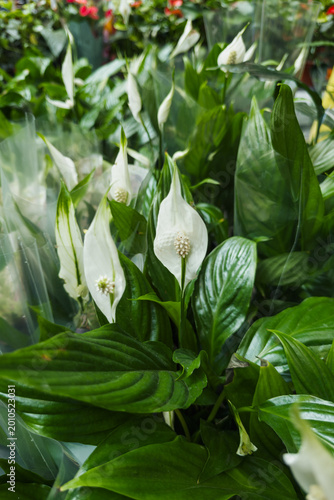 Canvas Print Beautiful Spathiphyllum plants displaying elegant white flower bracts and lush g