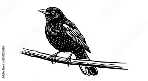 A detailed black and white of a small bird perched on a tree branch