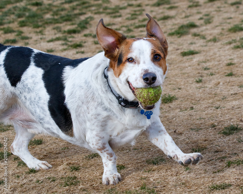 Bild auf Leinwand Mixed breed dog running with a ball