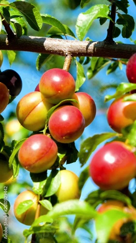 ripe cherry plums growing on a tree branch in a sunny orchard