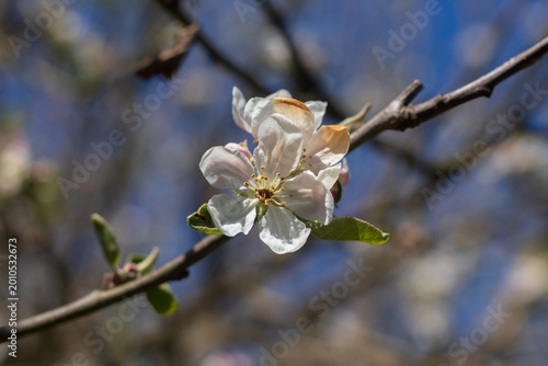 Close-up of white apple tree blossoms on a branch in a sunny spring garden.
